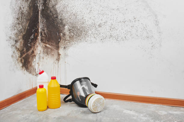 Office Mold Removal Services in Jamestown, NY