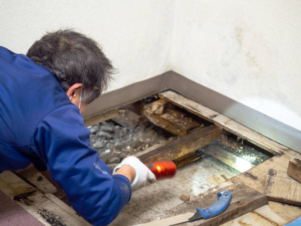 Best Black Mold Removal  in Jamestown, NY