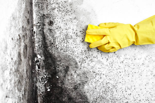 Best Mold Damage Repair  in Jamestown, NY
