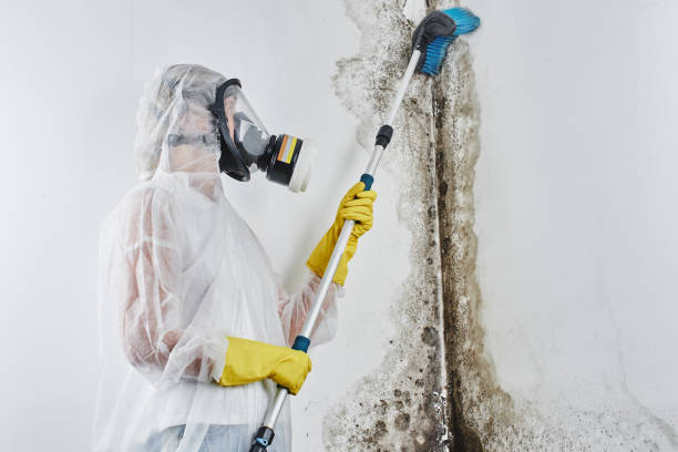 Best Residential Mold Removal  in Jamestown, NY