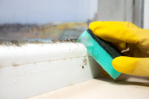 Best Attic Mold Removal  in Jamestown, NY