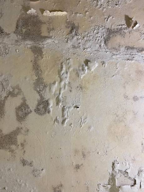 Best Home Mold Removal  in Jamestown, NY