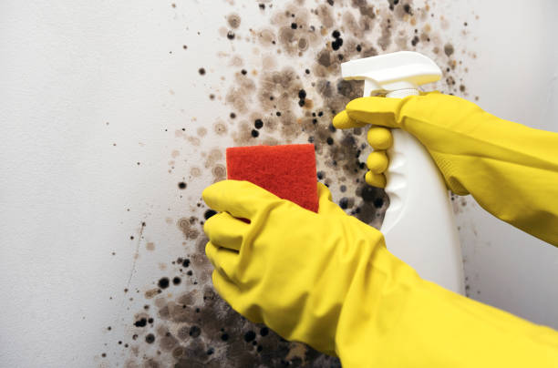Attic Mold Removal in Jamestown, NY