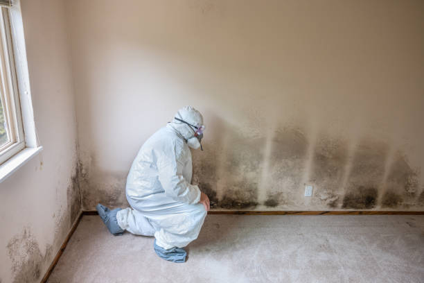 Mold Testing and Removal in Jamestown, NY
