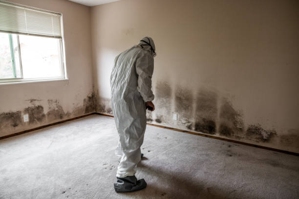 Reliable Jamestown, NY Mold Removal Solutions
