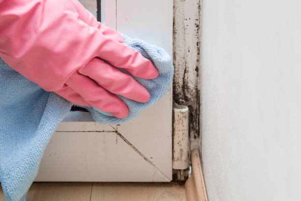 Best Mold Testing  in Jamestown, NY