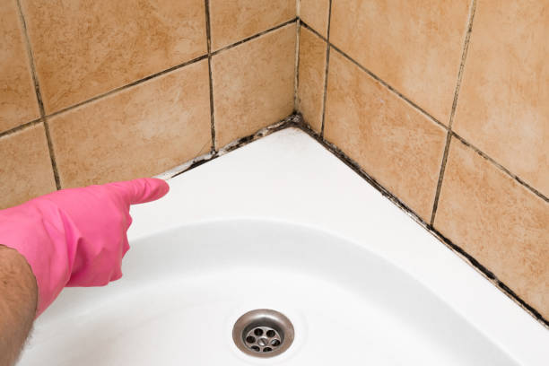 Best Fast Mold Removal  in Jamestown, NY