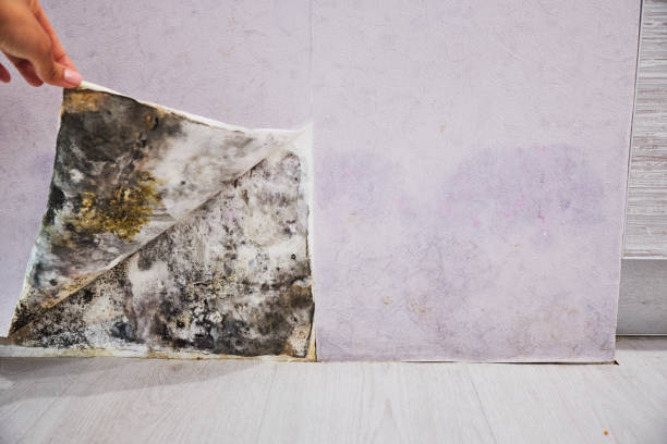 Best Mold Removal Specialists  in Jamestown, NY